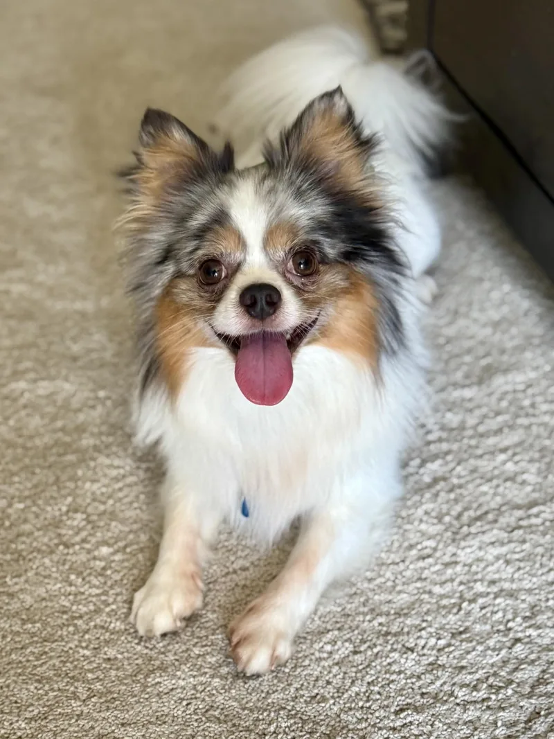 Ralphie thumbnail 3