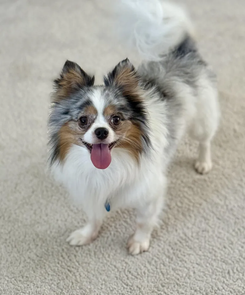 Ralphie thumbnail 5
