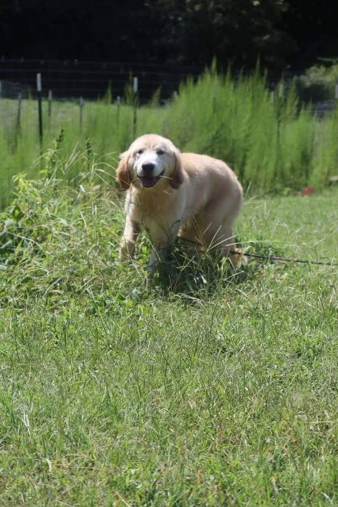 Darby thumbnail 5