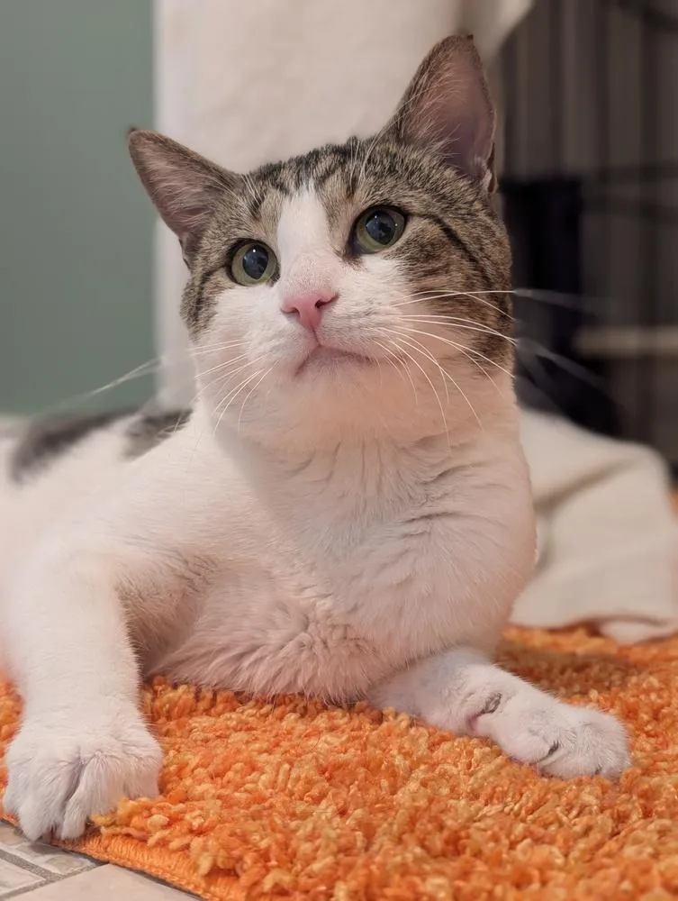 An adult medium-sized male Domestic Short Hair cat named Curtis for adoption in Duxbury, MA