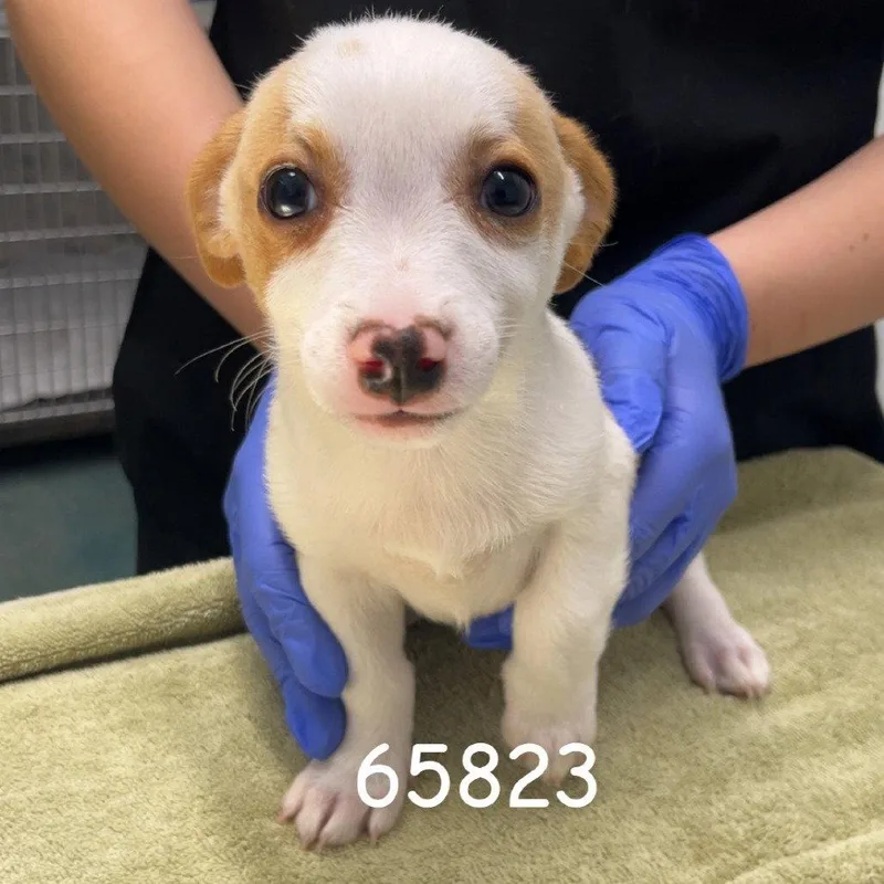 A young small-sized male Dachshund dog named Draven for adoption in Chico, CA