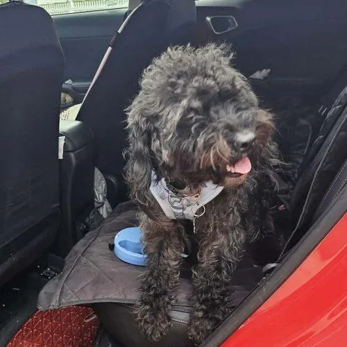 A young small-sized male Black Cocker Spaniel dog named Oreo for adoption in Verona, NJ