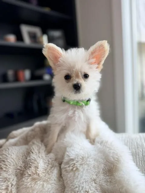 Martini