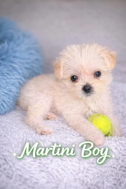 Martini thumbnail 6