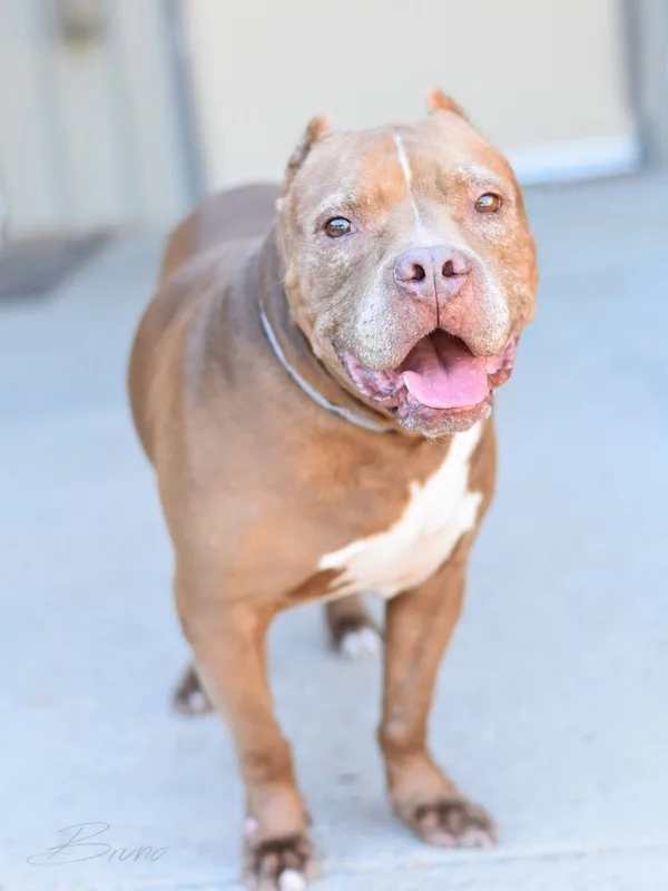 A senior large-sized male Apricot / Beige Pit Bull Terrier dog named Bruno for adoption in Humble, TX