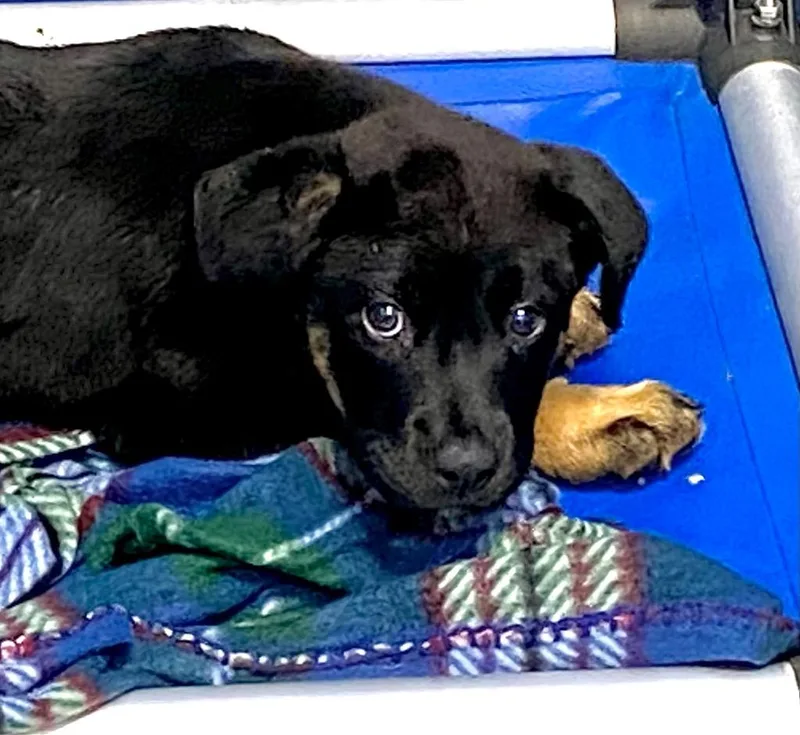 A baby medium-sized female Rottweiler dog named Betty for adoption in Hartsville, SC