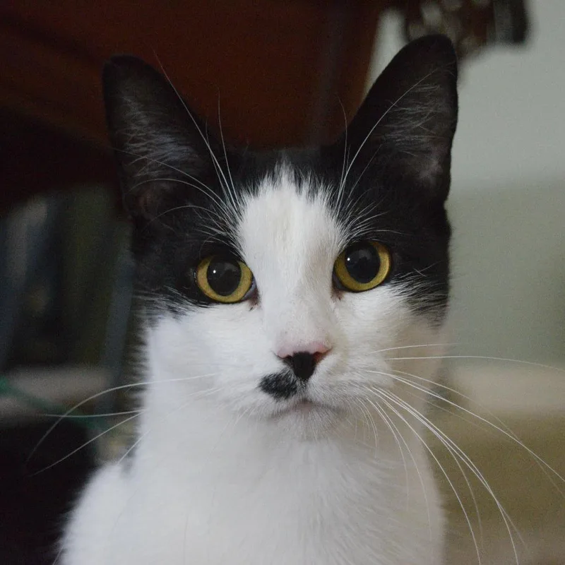 An adult medium-sized female Domestic Short Hair cat named Anna for adoption in Evansville, IN