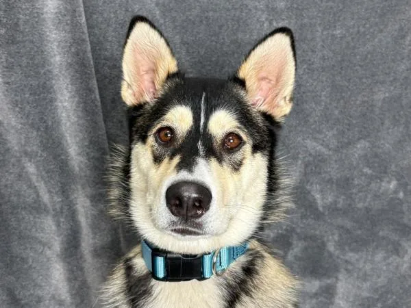 Lyra