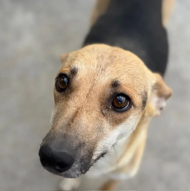 A young medium-sized female German Shepherd Dog dog named Lala for adoption in Tulsa, OK