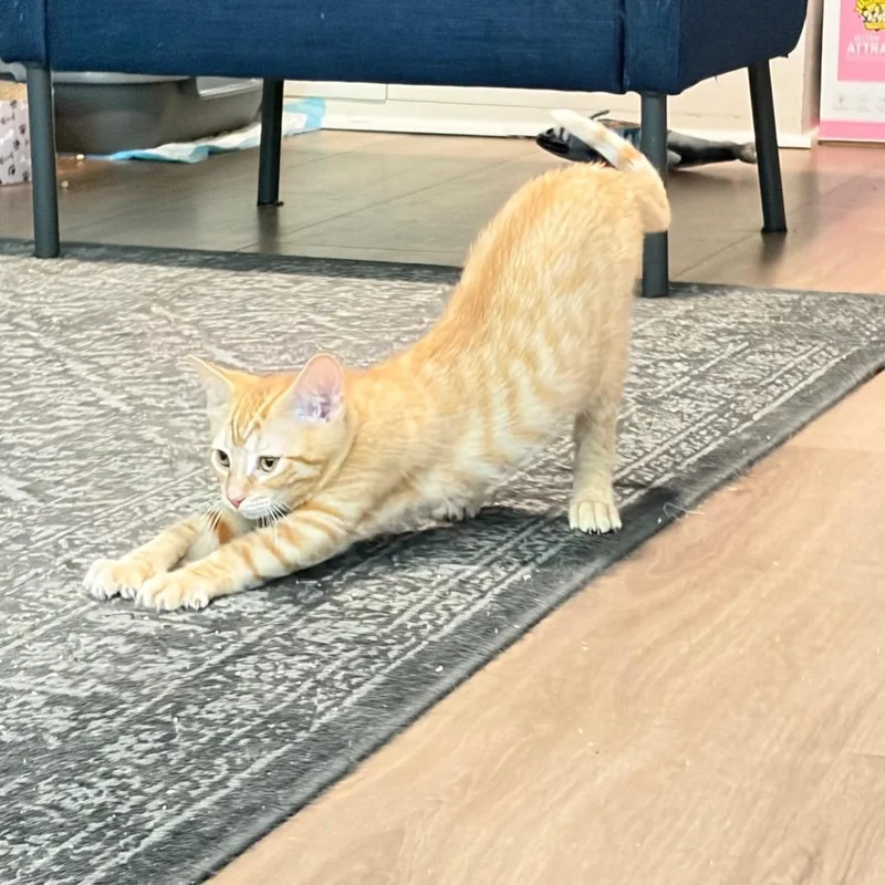 A baby small-sized male Orange / Red Domestic Short Hair cat named Gravy Boat for adoption in Gibsonia, PA