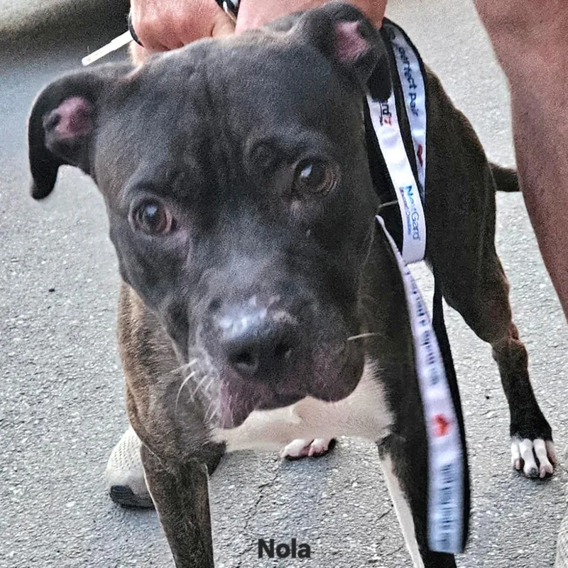 An adult medium-sized female Mixed Breed dog named Nola for adoption in Ballston Spa, NY