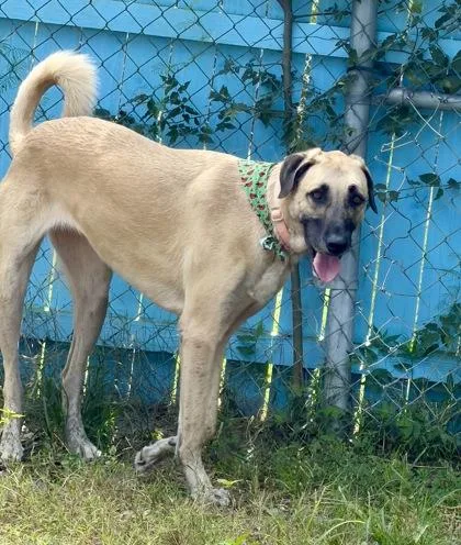 An adult large-sized female Anatolian Shepherd dog named Aggie for adoption in Inverness, FL