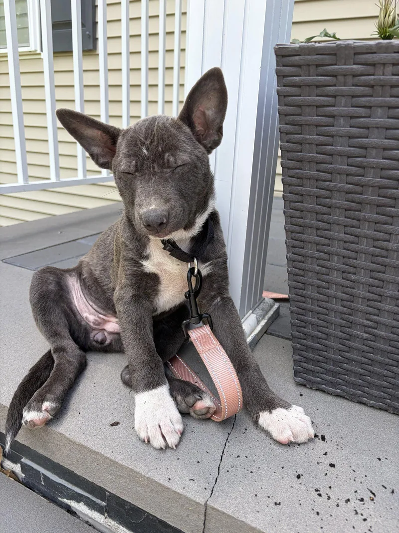 A baby medium-sized female Terrier dog named Gloria for adoption in Oakhurst, NJ
