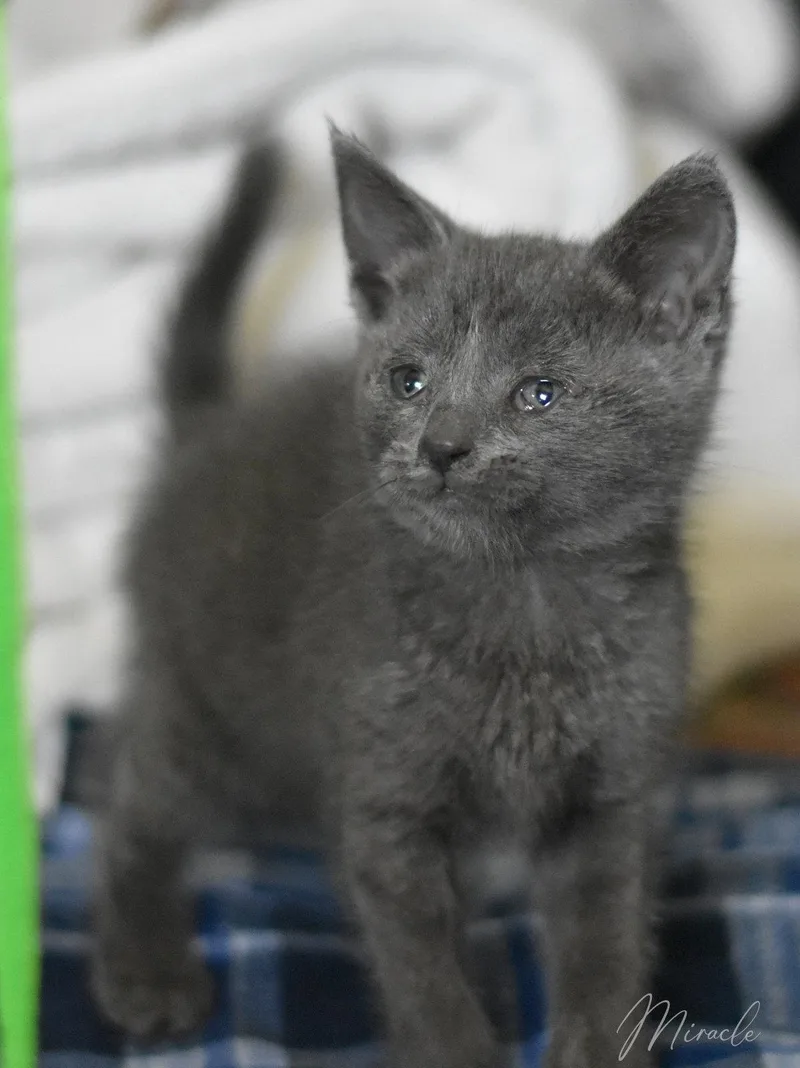 A baby medium-sized female Russian Blue cat named Miracle for adoption in Montgomery, TX