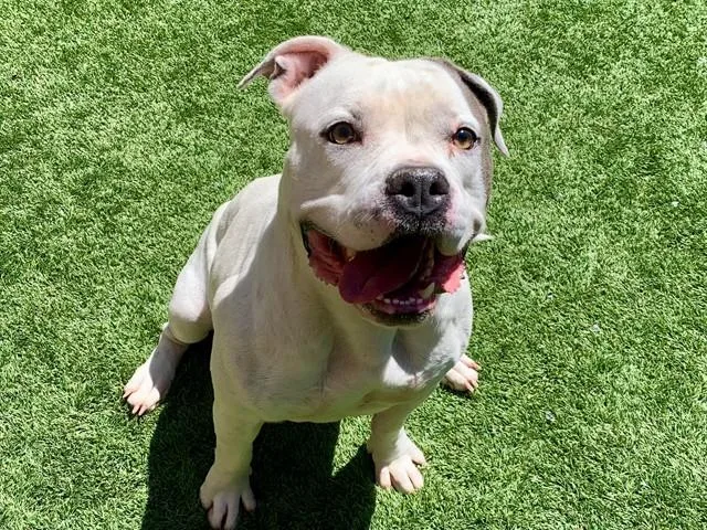 A young medium-sized female Pit Bull Terrier dog named Milky Snell for adoption in Moreno Valley, CA
