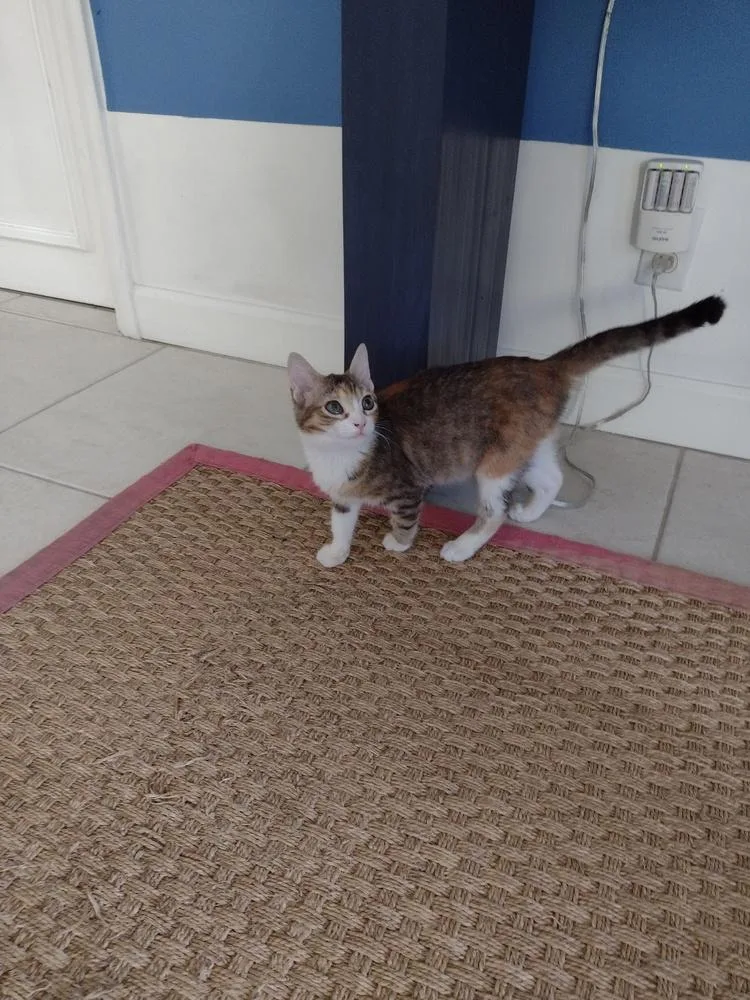 A baby small-sized female Domestic Short Hair cat named Tiger Lilly for adoption in Wellington, FL