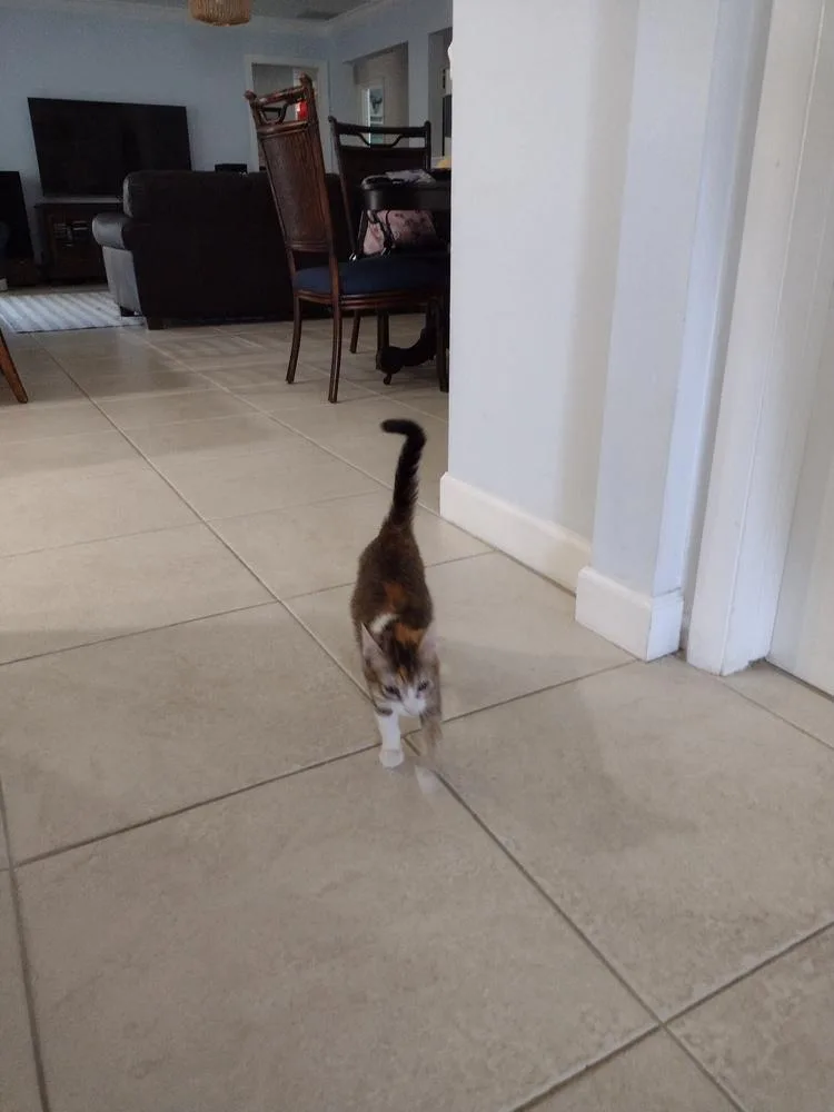 Tiger Lilly thumbnail 2