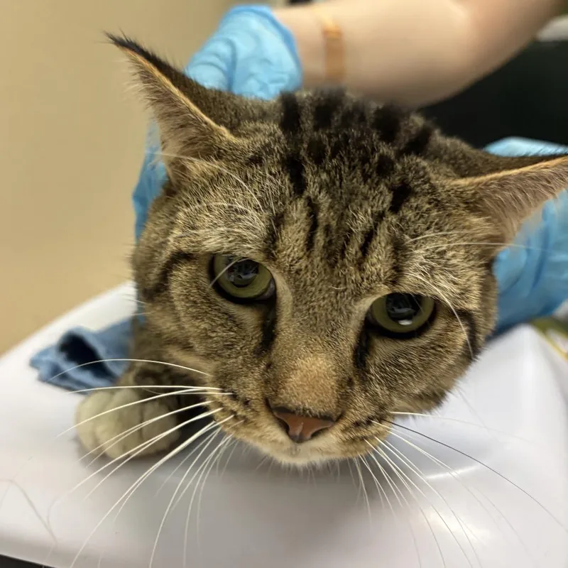 An adult medium-sized male Brown / Chocolate Domestic Short Hair cat named Tyson for adoption in Tacoma, WA