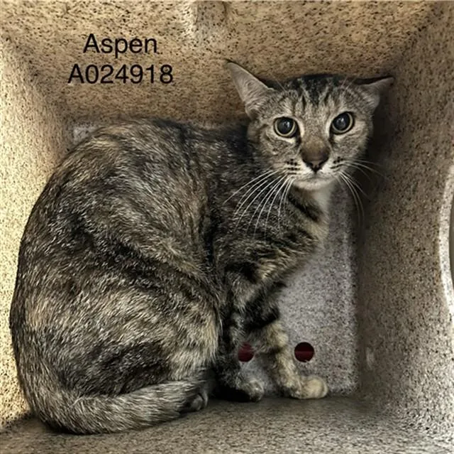 A young medium-sized female Domestic Medium Hair cat named Aspen for adoption in Lincolnton, NC