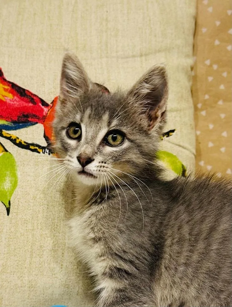 A baby small-sized female Domestic Medium Hair cat named Priscilla for adoption in Groveland, MA