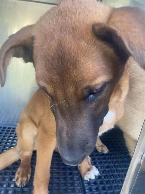 A baby medium-sized male Mixed Breed dog named Zeus for adoption in Dallas, TX