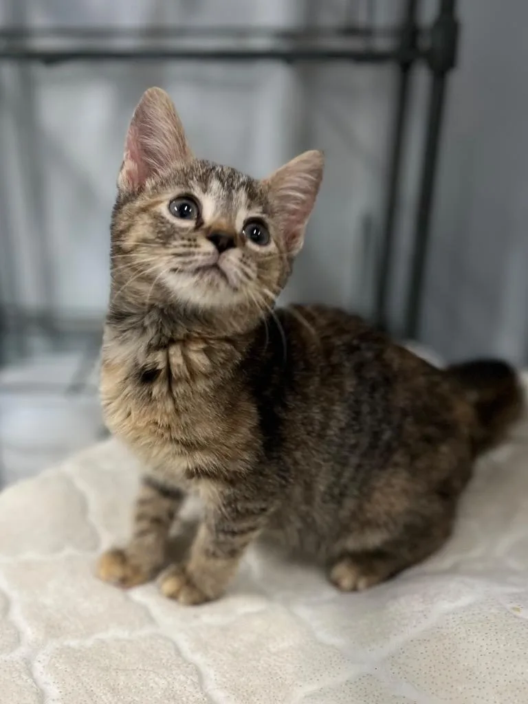 A young small-sized female Domestic Short Hair cat named Flo for adoption in Calhoun, KY