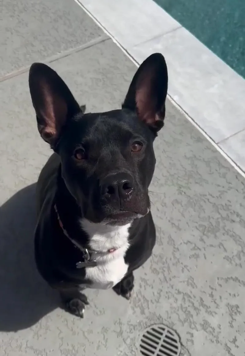 A young medium-sized male Black Pit Bull Terrier dog named Shadow for adoption in Pflugerville, TX