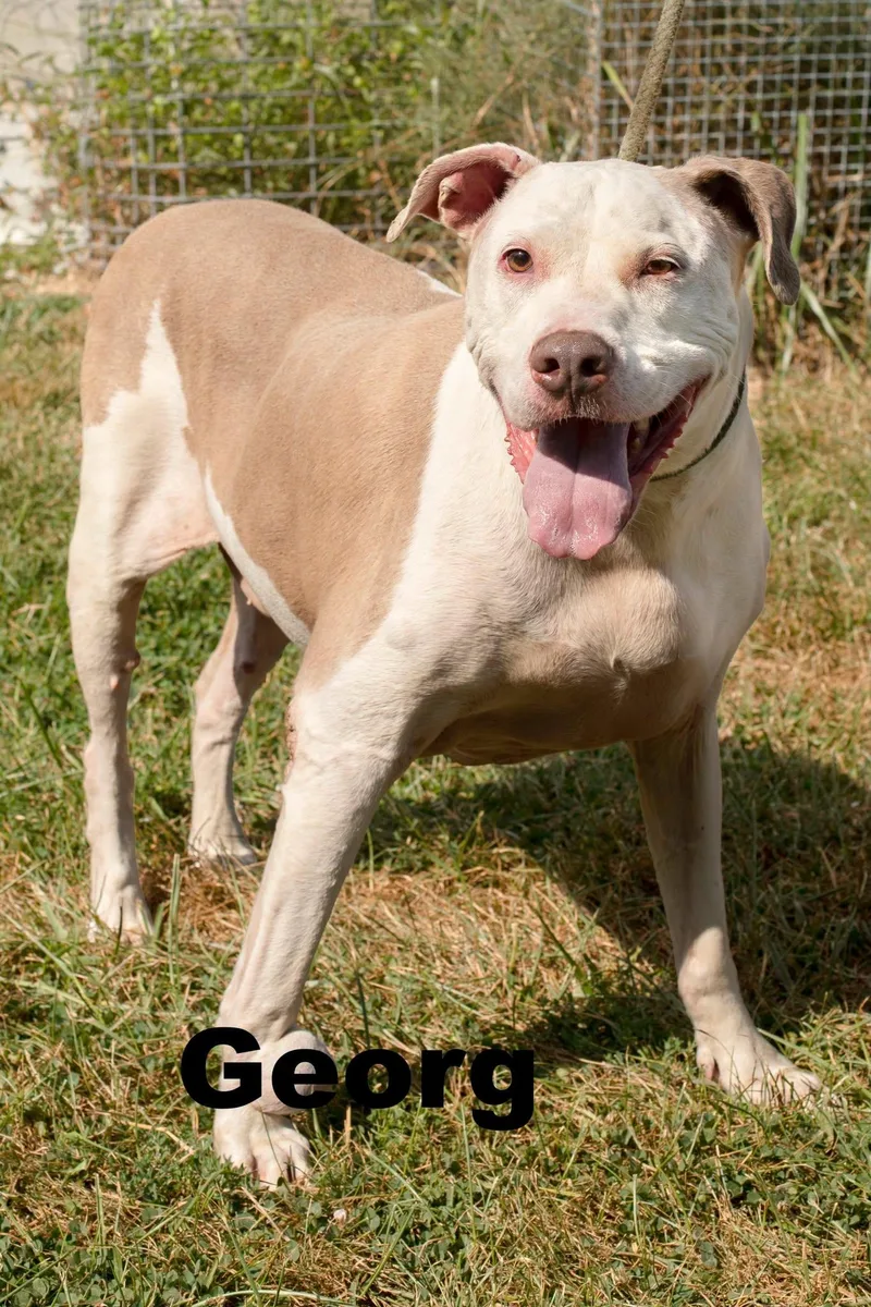 An adult medium-sized male White / Cream Mixed Breed dog named George for adoption in Macomb, IL
