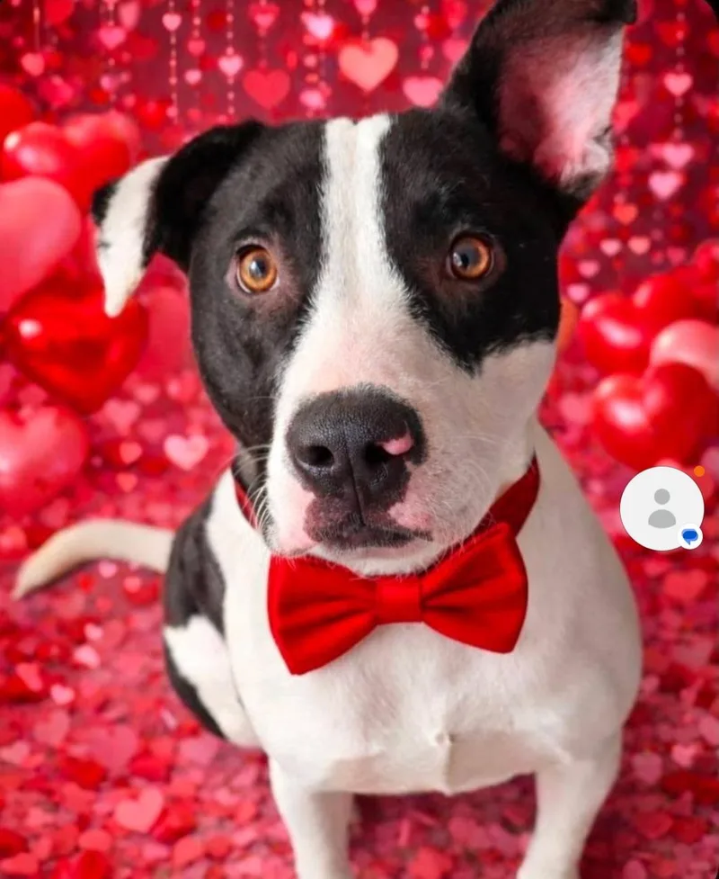 A young medium-sized male Mixed Breed dog named Bogey for adoption in Gainesville, FL