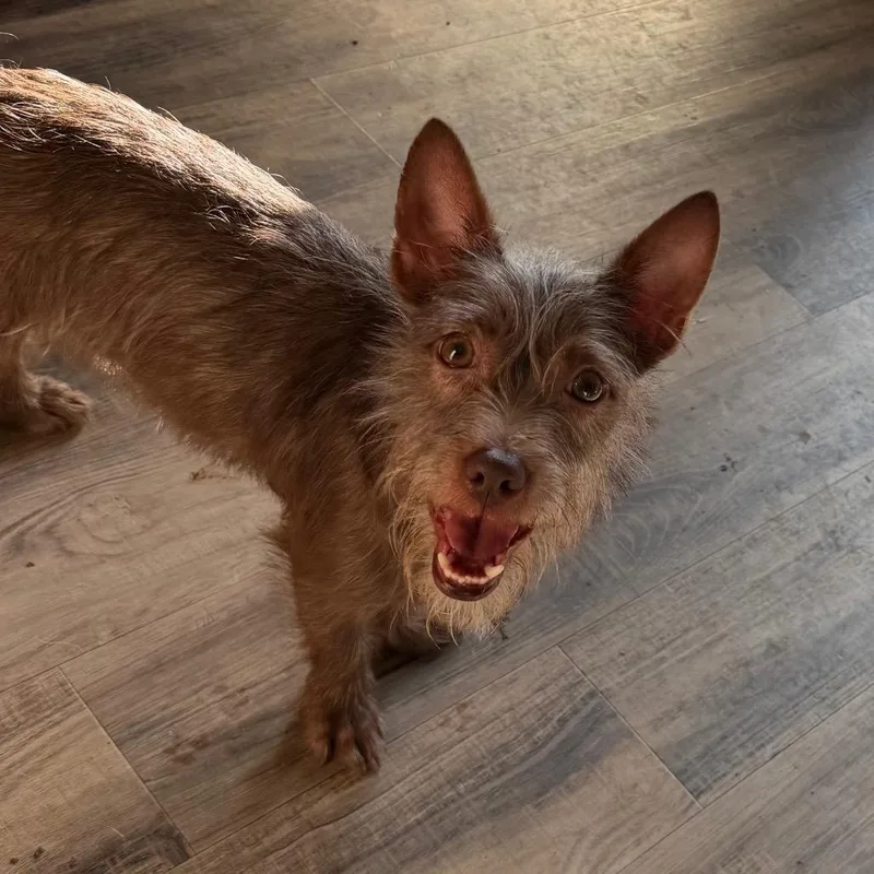 A young small-sized male Terrier dog named Roofus for adoption in Las Vegas, NV