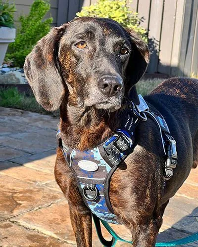 An adult medium-sized female Sable Labrador Retriever dog named Gloria for adoption in Lake Wylie, SC