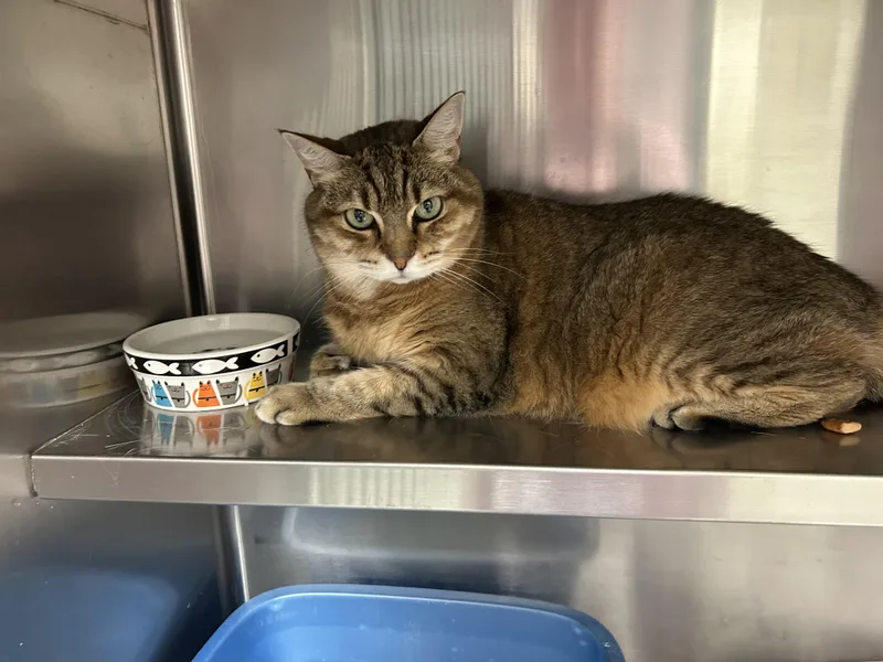 A senior medium-sized female American Bobtail cat named Mozie for adoption in Sudbury, MA