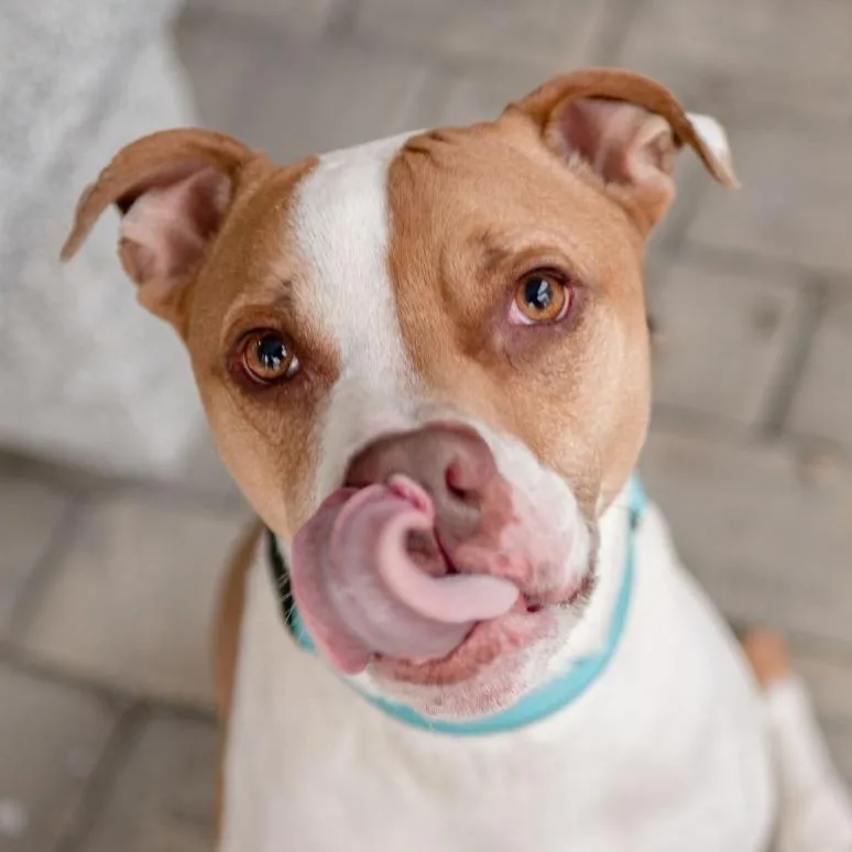 String Bean thumbnail 2