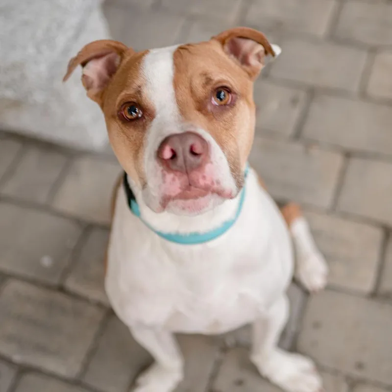 String Bean thumbnail 6