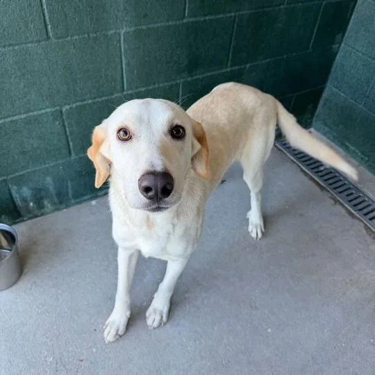 Sweet'n Low thumbnail 2