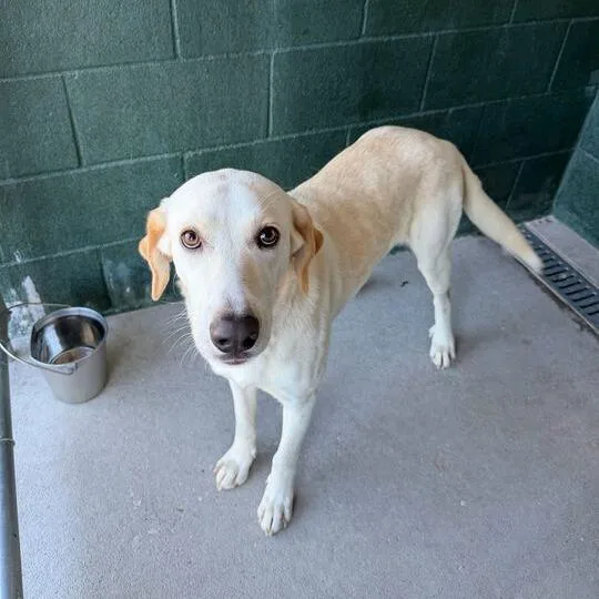 Sweet'n Low thumbnail 3