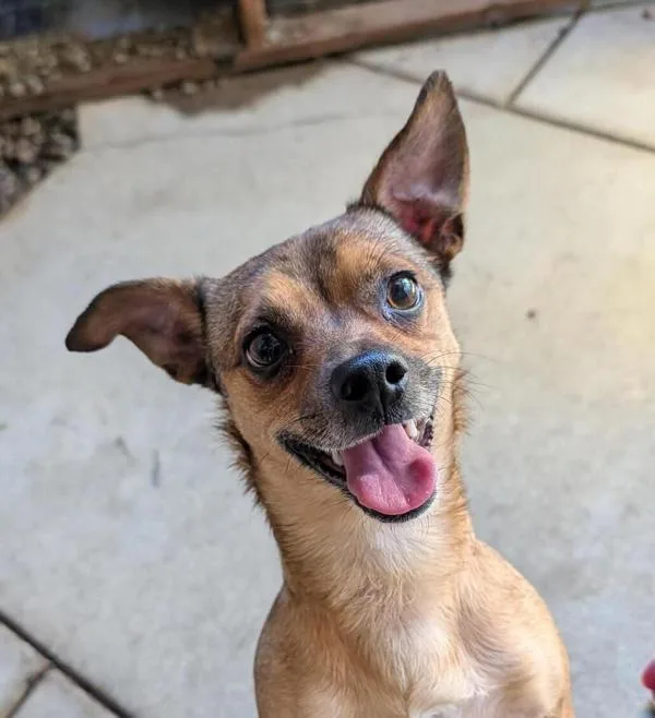 A young small-sized male Chihuahua dog named Pepperoncini for adoption in Santa Rosa, CA