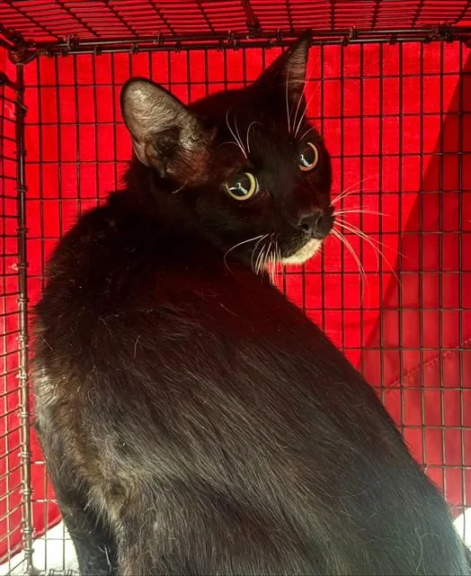 An adult medium-sized male Domestic Short Hair cat named Meatball for adoption in Fort Lauderdale, FL