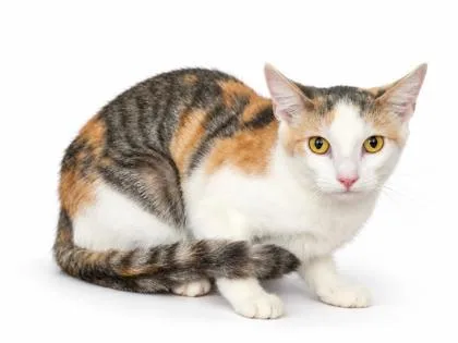 A baby small-sized female Domestic Short Hair cat named Sweetheart for adoption in Bowling Green, KY