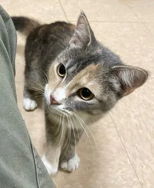 A baby small-sized female Domestic Short Hair cat named Dilly for adoption in Little Rock, AR