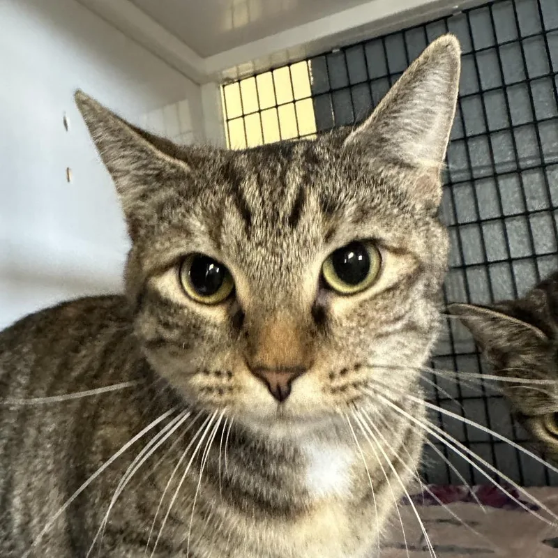 An adult medium-sized female Domestic Short Hair cat named Raven for adoption in New York, NY