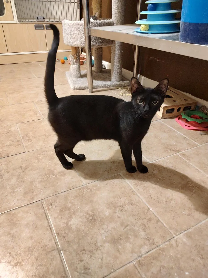 A young medium-sized male Domestic Short Hair cat named Void FELV+ for adoption in Phoenix, AZ