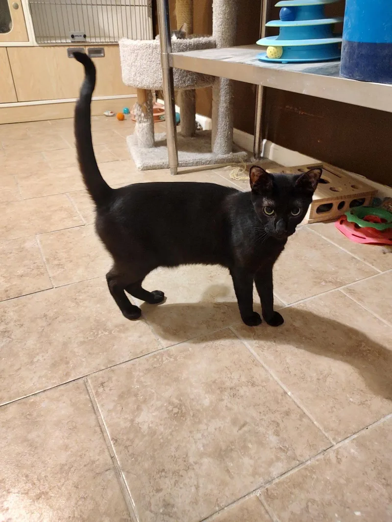 Void FELV+ thumbnail 2