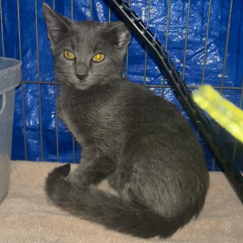 A baby small-sized male Gray / Blue / Silver Domestic Short Hair cat named Goose for adoption in Midland, TX