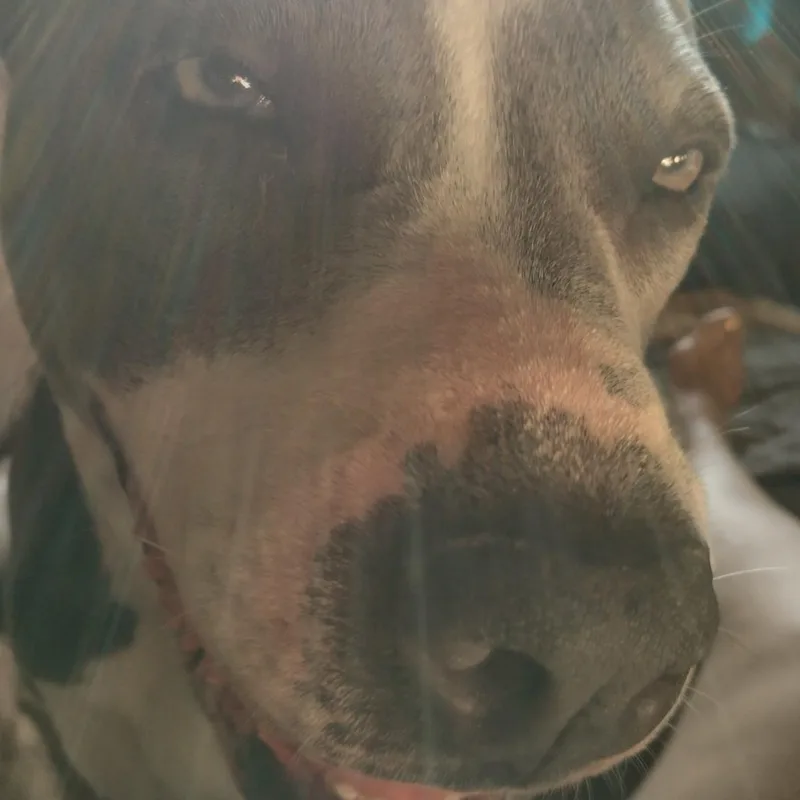 An adult medium-sized female Gray / Blue / Silver American Staffordshire Terrier dog named JackE for adoption in Marina del Rey, CA