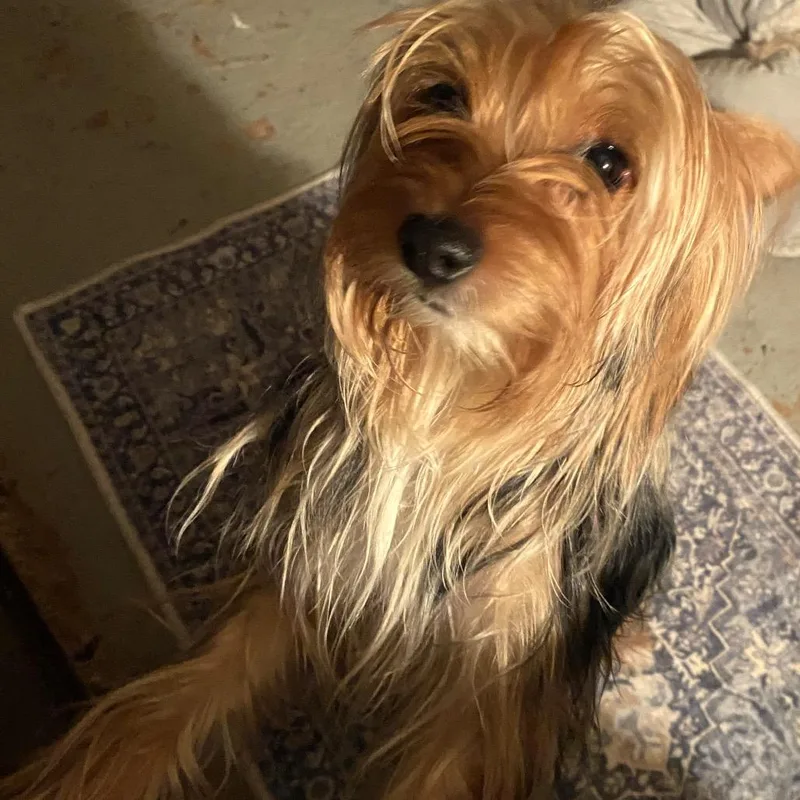 An adult small-sized male Yellow / Tan / Blond / Fawn Silky Terrier dog named Ricky D for adoption in Minneapolis, MN