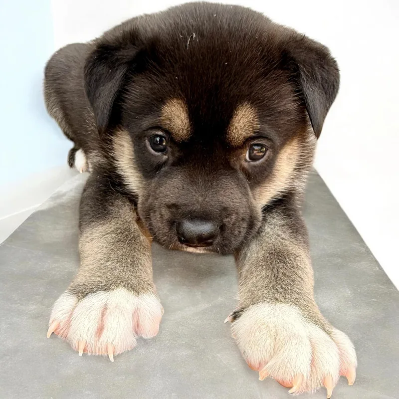 Koda