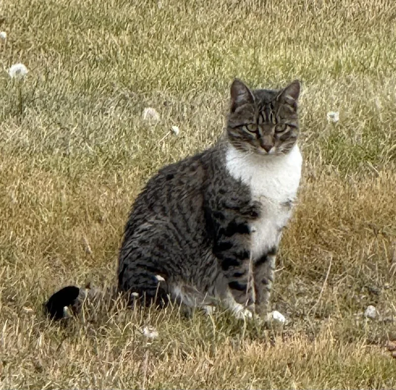 Madam Grace thumbnail 4