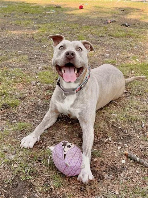 A young medium-sized female Pit Bull Terrier dog named Azura for adoption in Dedham, MA