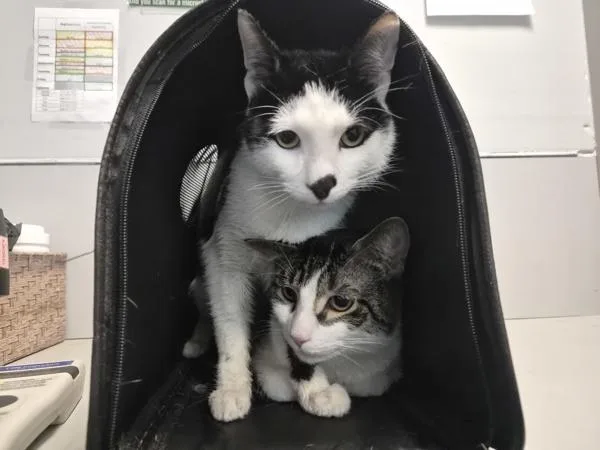 A young medium-sized male Domestic Short Hair cat named Papi Reynaso for adoption in New York, NY